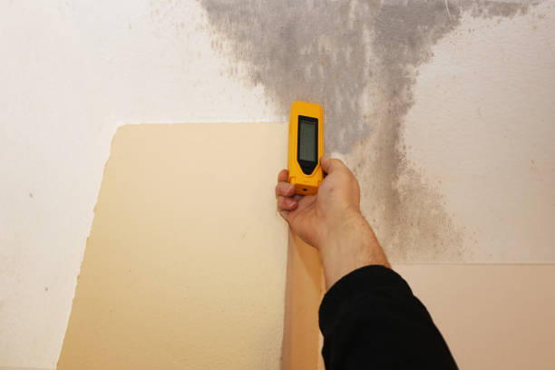 Best Water Damage & Mold Remediation  in Sheffield, AL
