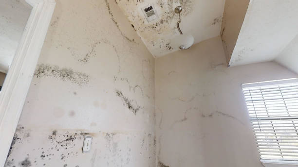 Best Mold Remediation for Healthcare Facilities  in Sheffield, AL