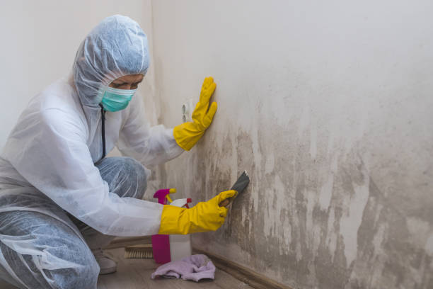 Best Mold Remediation for Healthcare Facilities  in Sheffield, AL