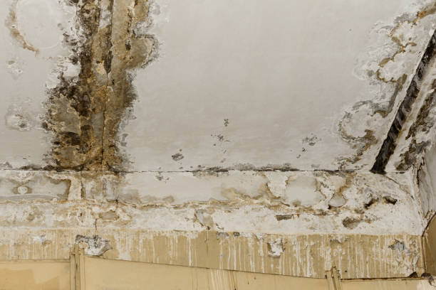 Best Biohazard Mold Removal  in Sheffield, AL
