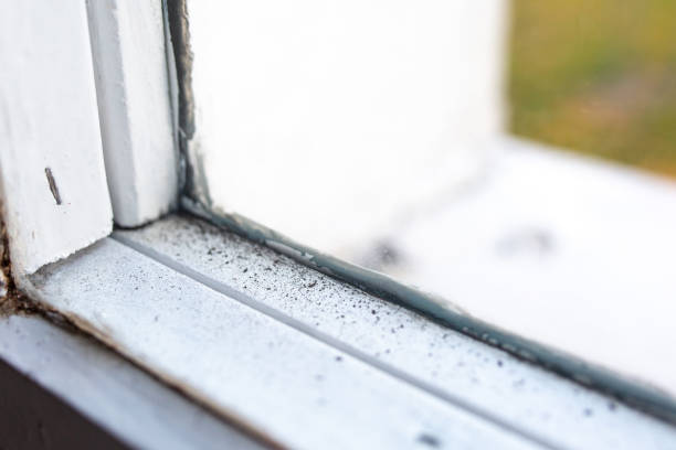 Best Commercial Mold Inspection  in Sheffield, AL