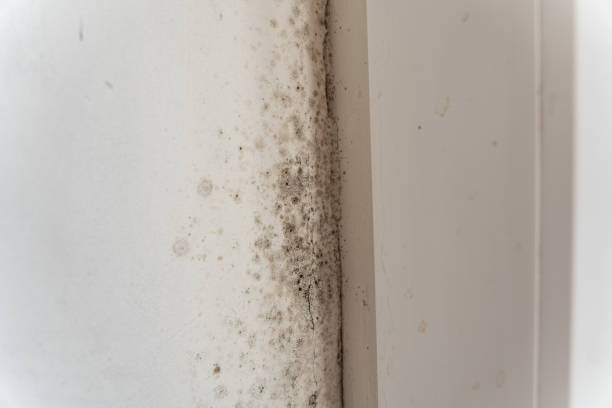 Best Crawl Space Mold Remediation  in Sheffield, AL
