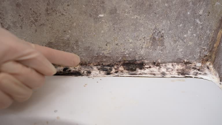 Best Asbestos and Lead Testing During Mold Inspection  in Sheffield, AL