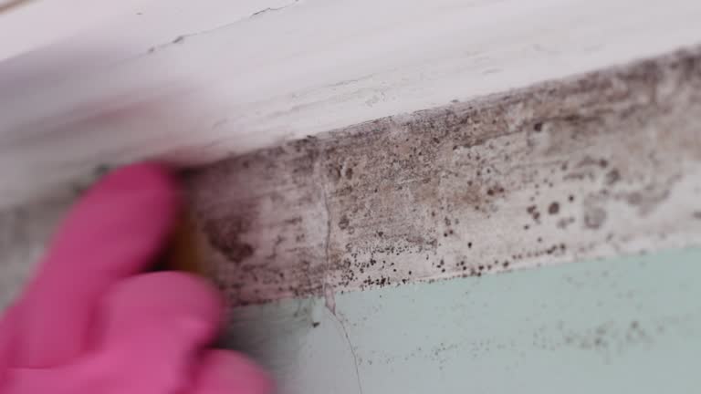 Best Mold Documentation for Insurance Claims  in Sheffield, AL